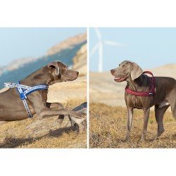 Truelove Alaska + koiranvaljaat - TLH58121